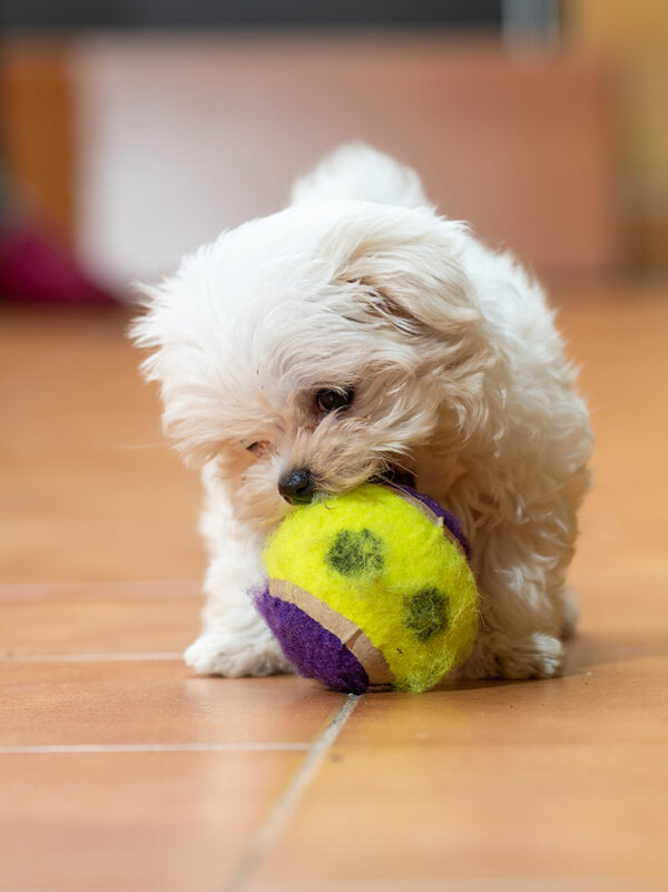 Image of a cute white fluffy baby puppy with a tennis ball