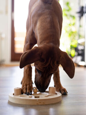 Stock image of a large brown puppy with a puzzle toy