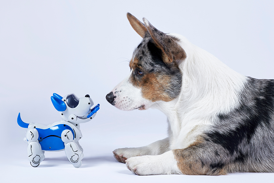 Image of a merle Corgi facing a robot dog