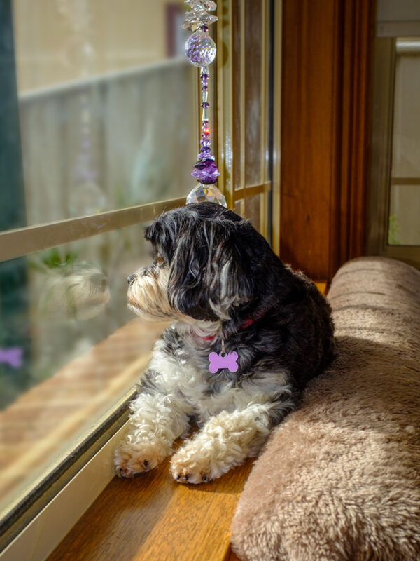 Image of cute dog on window sill looking out the window