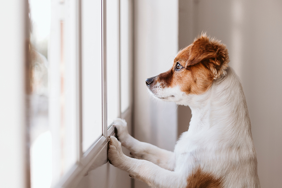 Image of cute puppy with paws at window looking out