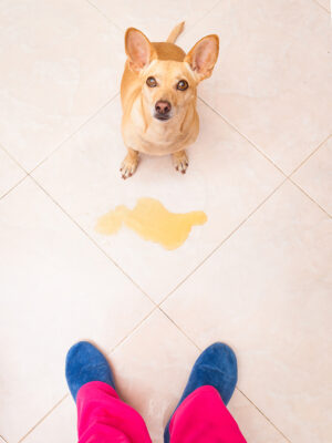 Stock image of a small tan dog looking at his owner with pee/urine on the floor