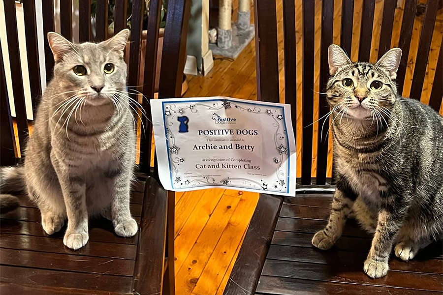 Image of two grey tabby domestic short-haired cats with Positive Dogs graduation certificate