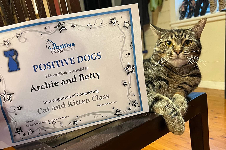 Image of Betty the tabby cat with Positive Dogs Cat Class graduation certificate