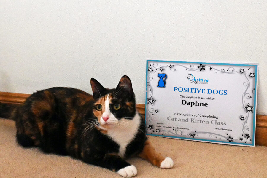 Image of calico domestic short-haired cat with Positive Dogs graduation certificate