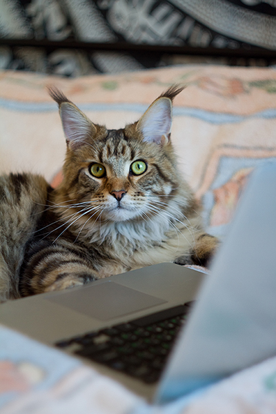 Image of tabby Maine Coon cat in front of laptop