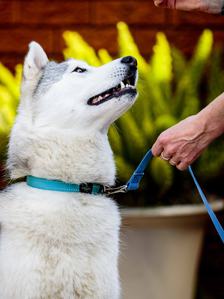 Image of Siberian Husky staring up at instructor at Positive Dogs
