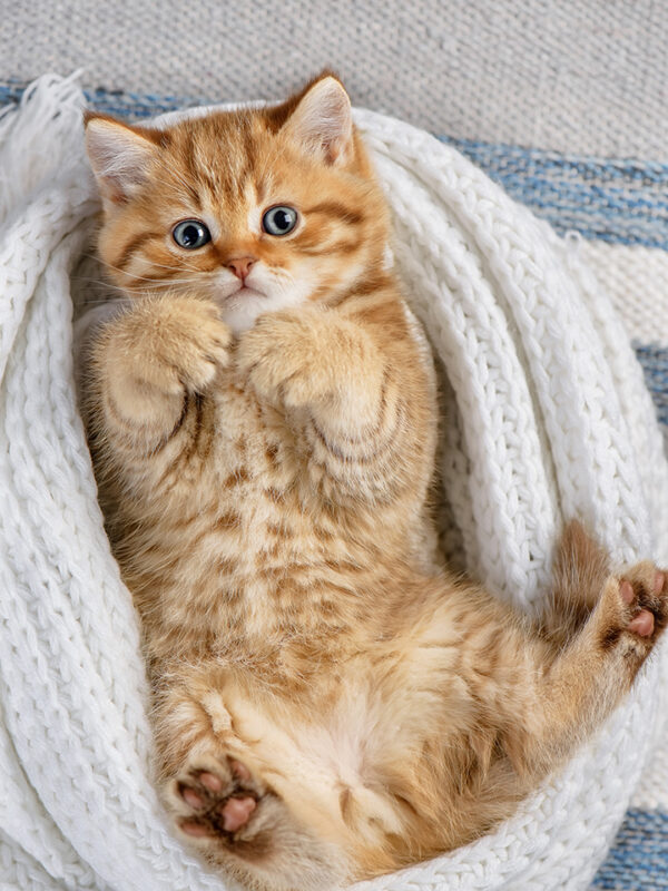 Image of cute orange tabby kitten up-side down