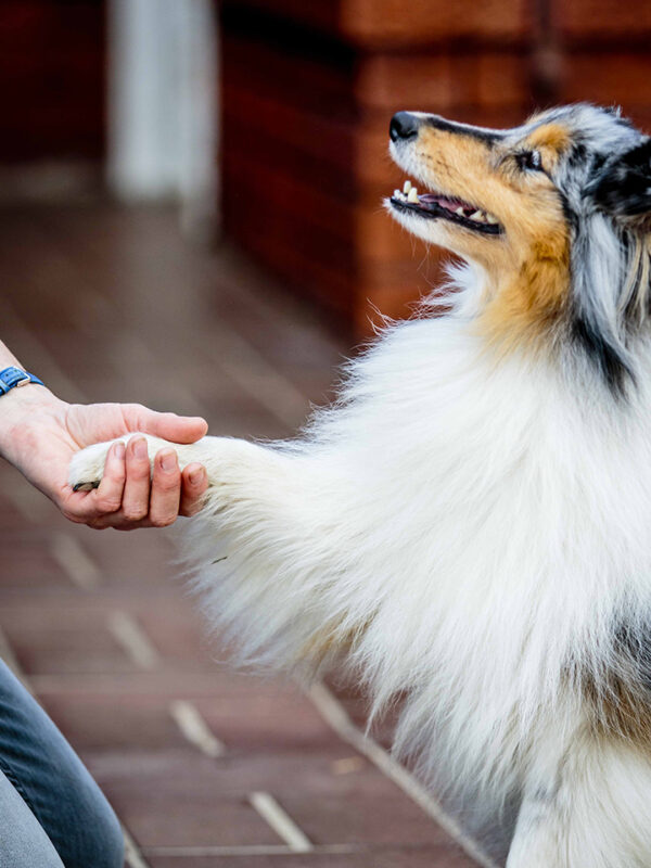 Image of blue merle Shetland Sheepdog "Sheltie" offering paw to with handler in cooperative care training