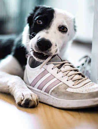 Image of an adolescent black & white dog chewing a sneaker shoe - Positive Dogs