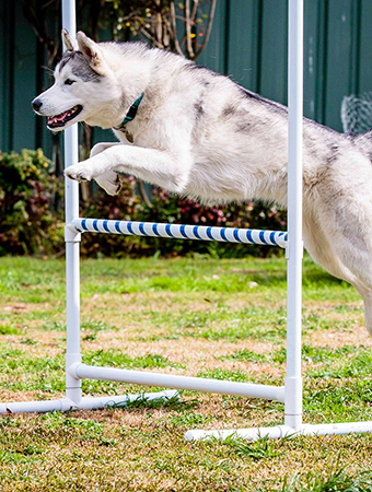 Image of Siberian Husky leaping over a jump doing agility at Positive Dogs