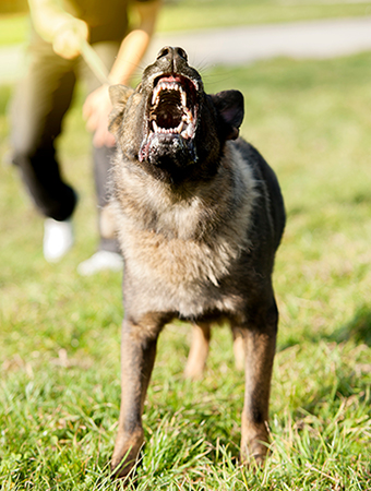 Image of reactive angry barking German Shepherd dog pulling on its lead with owner b