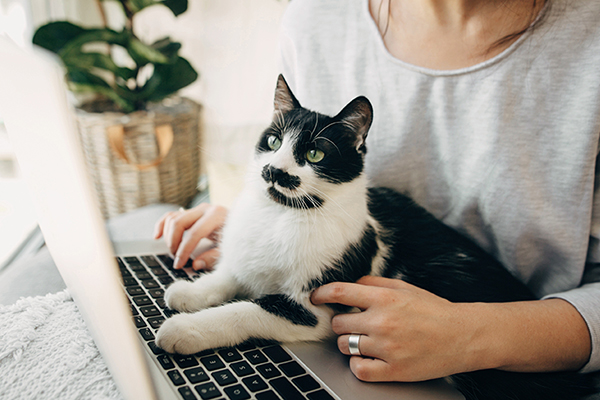 Image of a black & white cat sitting at a laptop on a woman's lap