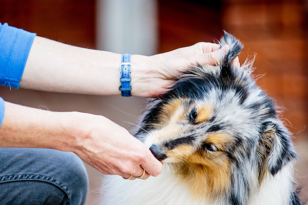 Image of blue merle Shetland Sheepdog "Sheltie" with handler touching his ear in cooperative care training